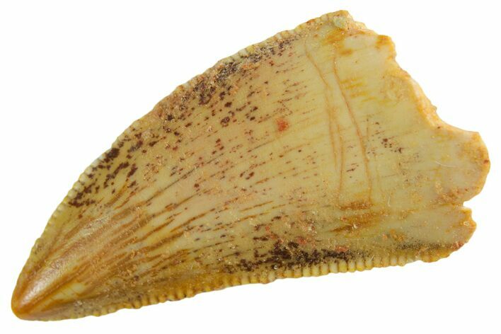 Serrated Raptor Tooth - Real Dinosaur Tooth #355563